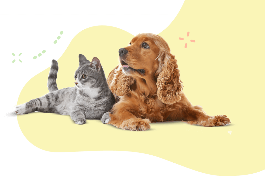 https://mollygrooming.pet/wp-content/uploads/2019/08/hero_image_11.png