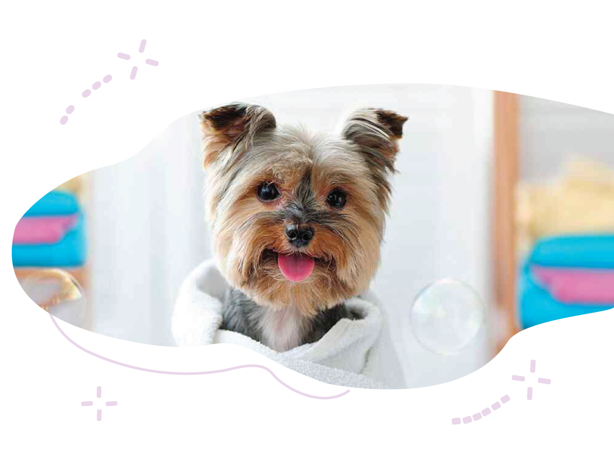 https://mollygrooming.pet/wp-content/uploads/2021/08/jjhdre3.png